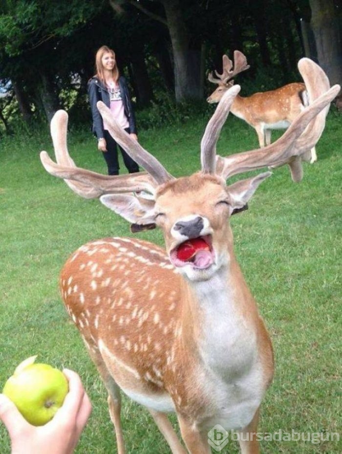 Günün en eğlenceli fotoğrafları