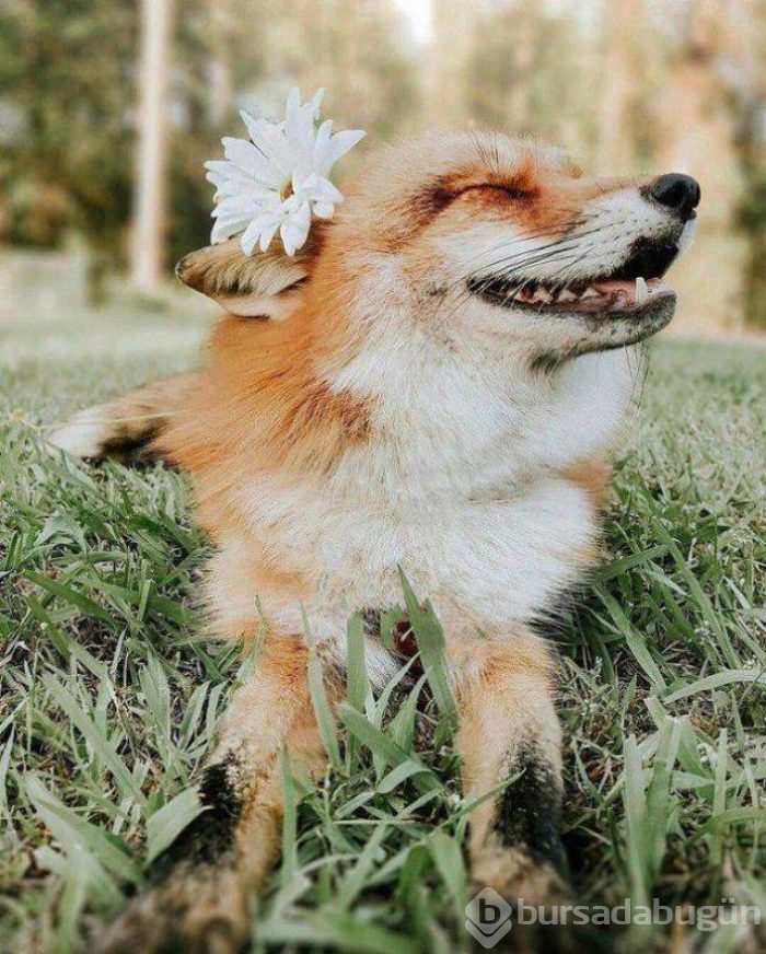 Günün en eğlenceli fotoğrafları
