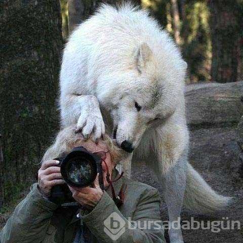 Vahşi doğa fotoğrafçısı olmak zordur!