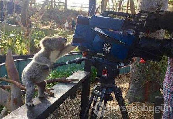 Vahşi doğa fotoğrafçısı olmak zordur!