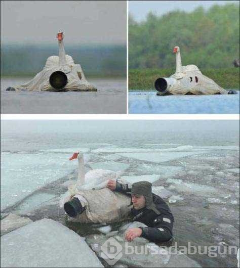 Vahşi doğa fotoğrafçısı olmak zordur!