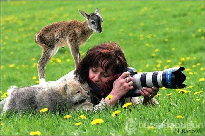 Vahşi doğa fotoğrafçısı olmak zordur!