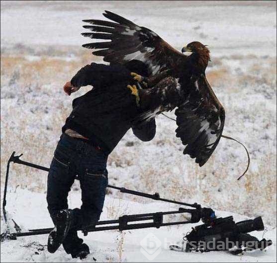 Vahşi doğa fotoğrafçısı olmak zordur!