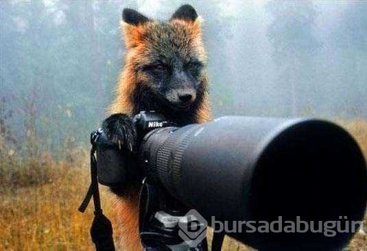 Vahşi doğa fotoğrafçısı olmak zordur!