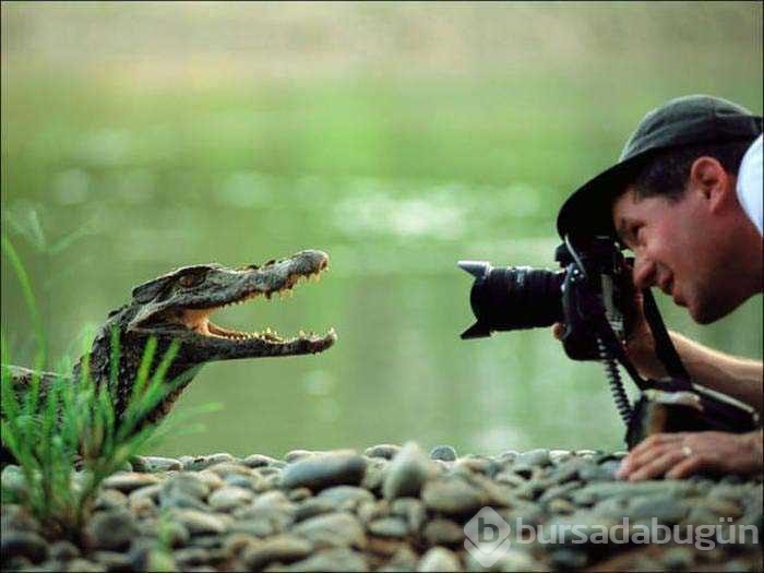 Vahşi doğa fotoğrafçısı olmak zordur!