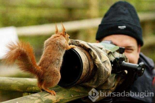 Vahşi doğa fotoğrafçısı olmak zordur!