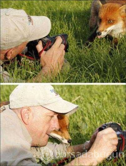 Vahşi doğa fotoğrafçısı olmak zordur!