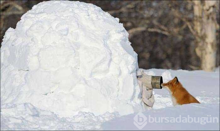 Vahşi doğa fotoğrafçısı olmak zordur!