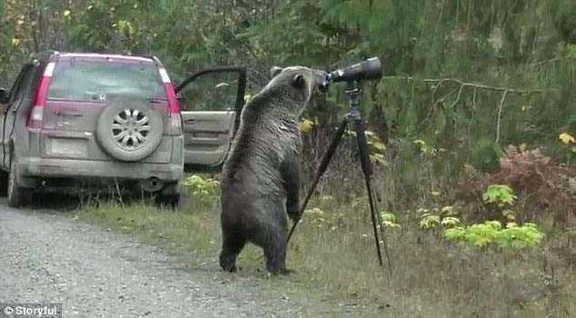 Vahşi doğa fotoğrafçısı olmak zordur!