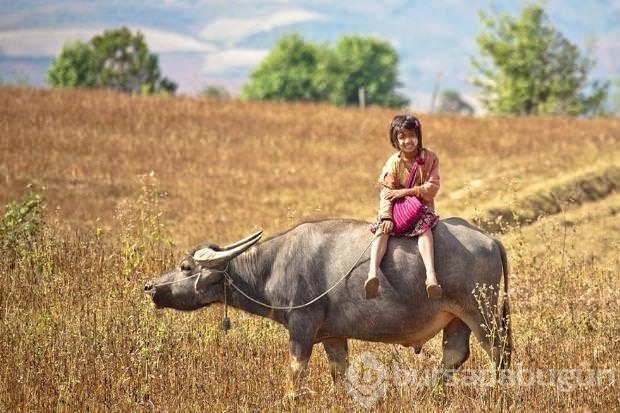 Bu köprüleri görenler çok şaşırıyor!
