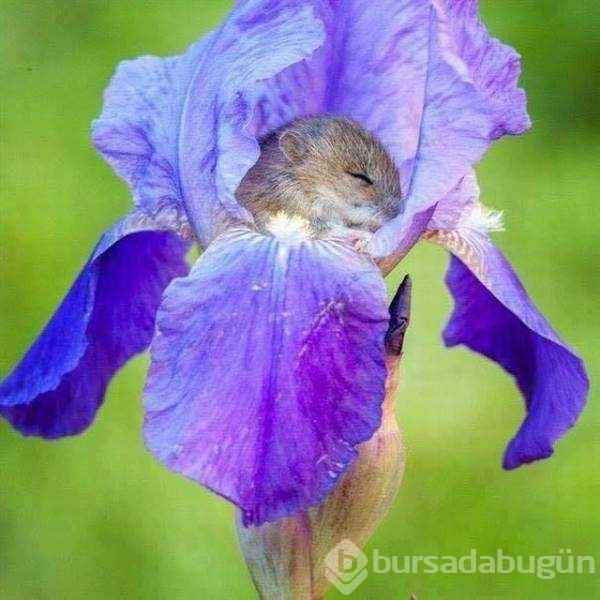 Günün en çok paylaşılan fotoğrafları
