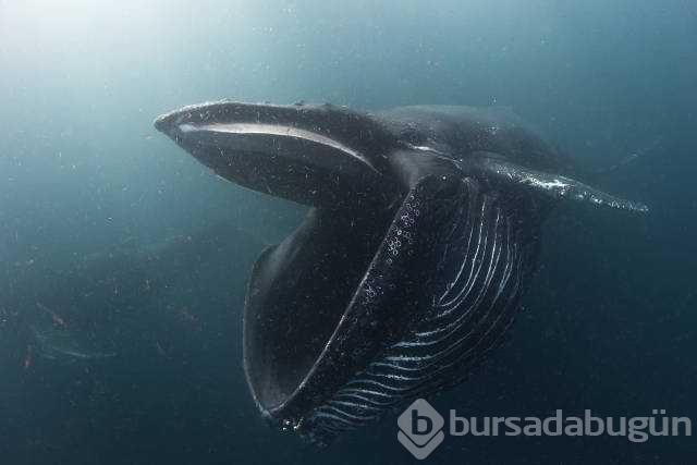 Günün en çok paylaşılan fotoğrafları