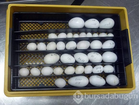 Kaçakçıların akıl almaz yöntemleri