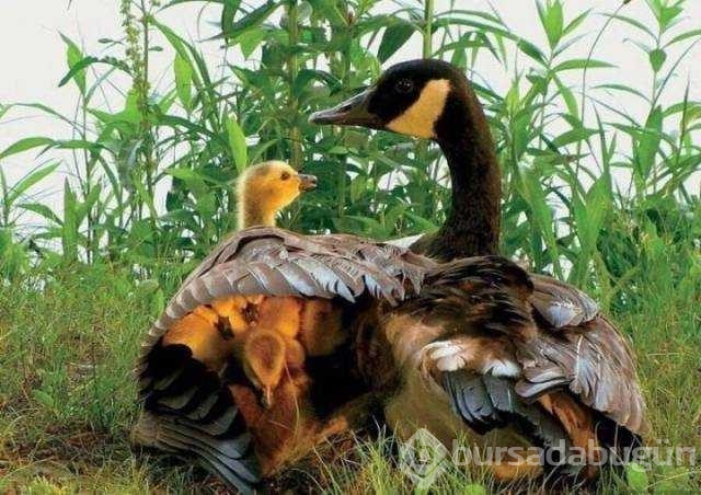 Günün en çok paylaşılan fotoğrafları