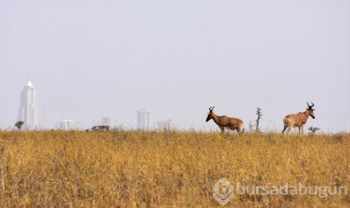 Kenya'da başkentin göbeğinde safari heyecanı