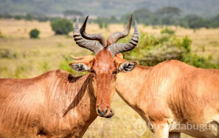 Kenya'da başkentin göbeğinde safari heyecanı