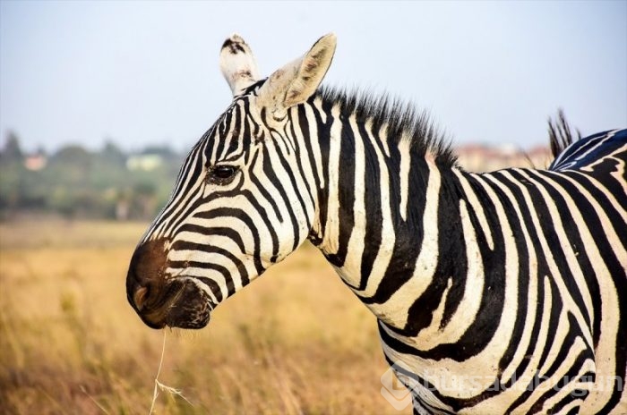 Kenya'da başkentin göbeğinde safari heyecanı
