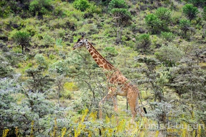 Kenya'da başkentin göbeğinde safari heyecanı
