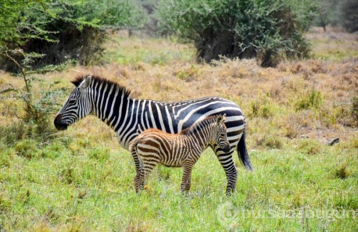 Kenya'da başkentin göbeğinde safari heyecanı