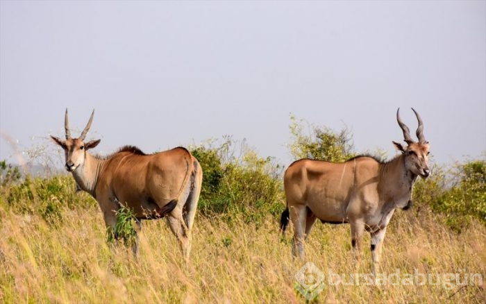 Kenya'da başkentin göbeğinde safari heyecanı