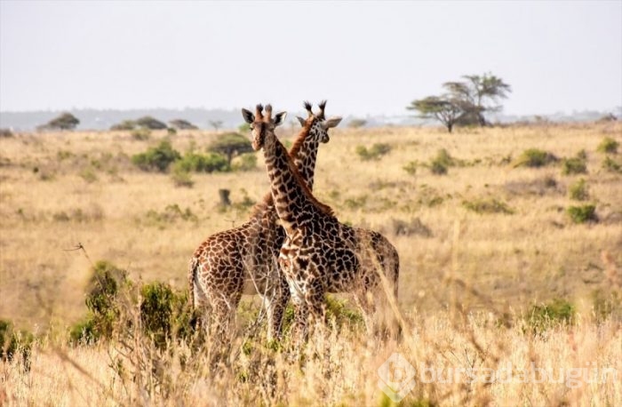 Kenya'da başkentin göbeğinde safari heyecanı