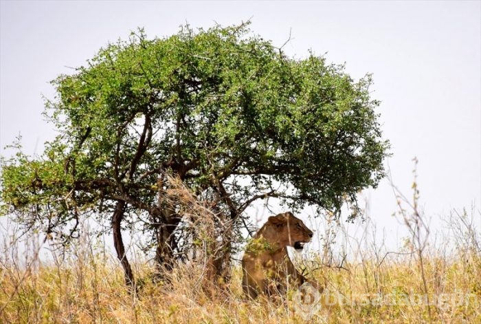 Kenya'da başkentin göbeğinde safari heyecanı