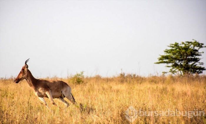 Kenya'da başkentin göbeğinde safari heyecanı