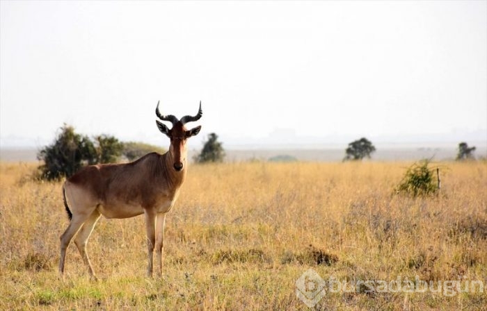 Kenya'da başkentin göbeğinde safari heyecanı