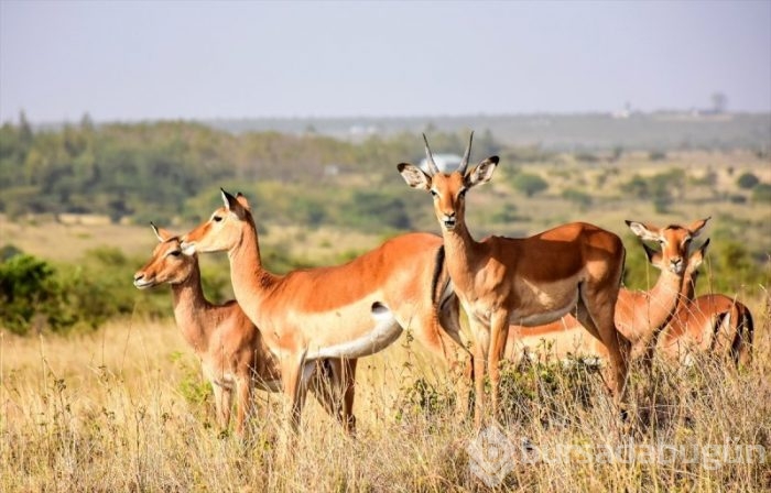 Kenya'da başkentin göbeğinde safari heyecanı