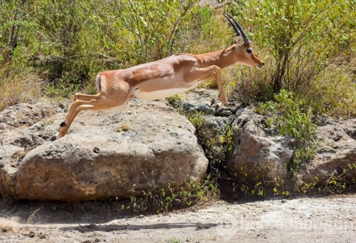 Kenya'da başkentin göbeğinde safari heyecanı