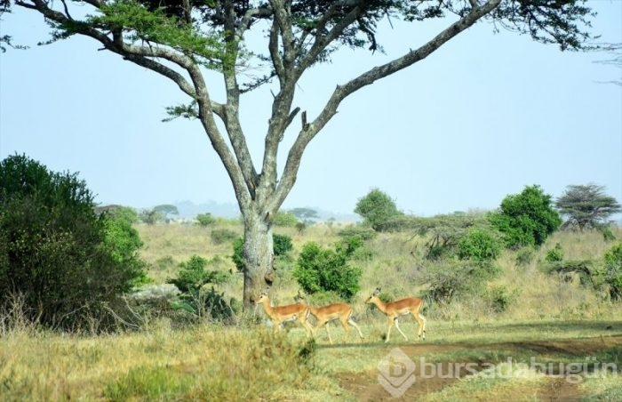 Kenya'da başkentin göbeğinde safari heyecanı