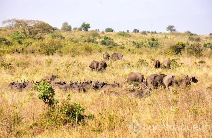 Kenya'da başkentin göbeğinde safari heyecanı
