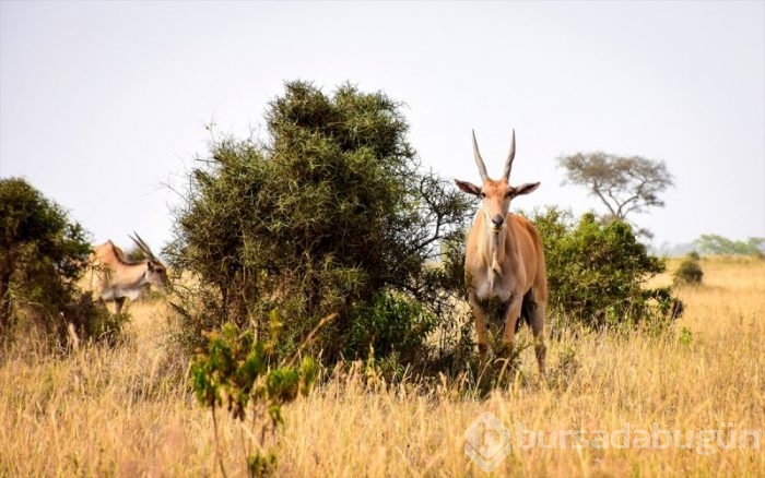 Kenya'da başkentin göbeğinde safari heyecanı