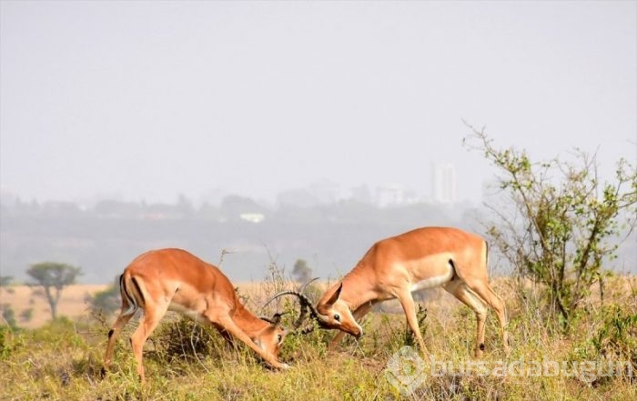 Kenya'da başkentin göbeğinde safari heyecanı