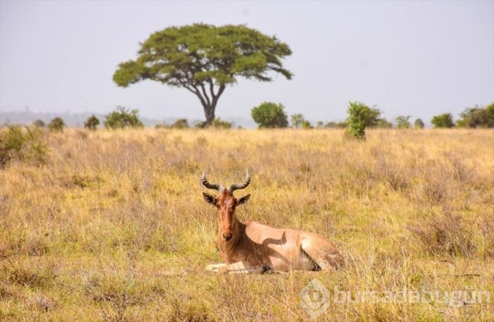 Kenya'da başkentin göbeğinde safari heyecanı