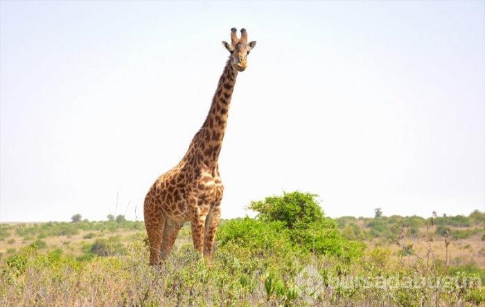Kenya'da başkentin göbeğinde safari heyecanı