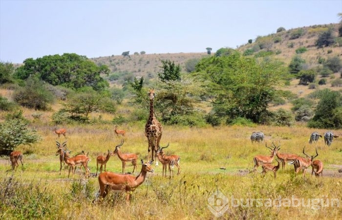 Kenya'da başkentin göbeğinde safari heyecanı