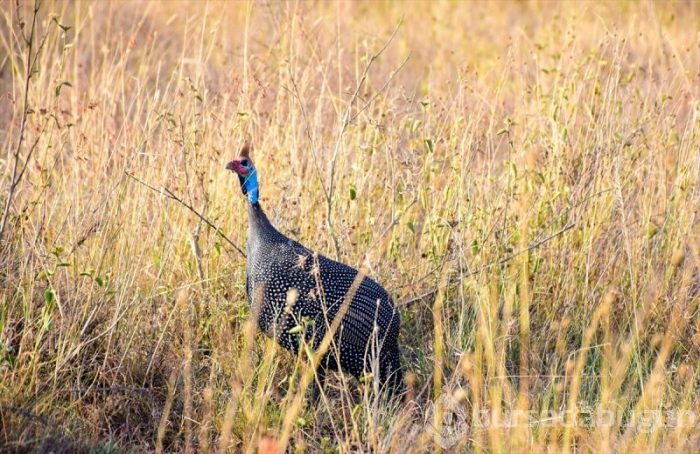 Kenya'da başkentin göbeğinde safari heyecanı