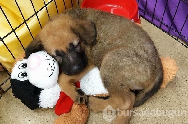 Hayvan barınakları gönüllülerinden çarpıcı fotoğraflar
