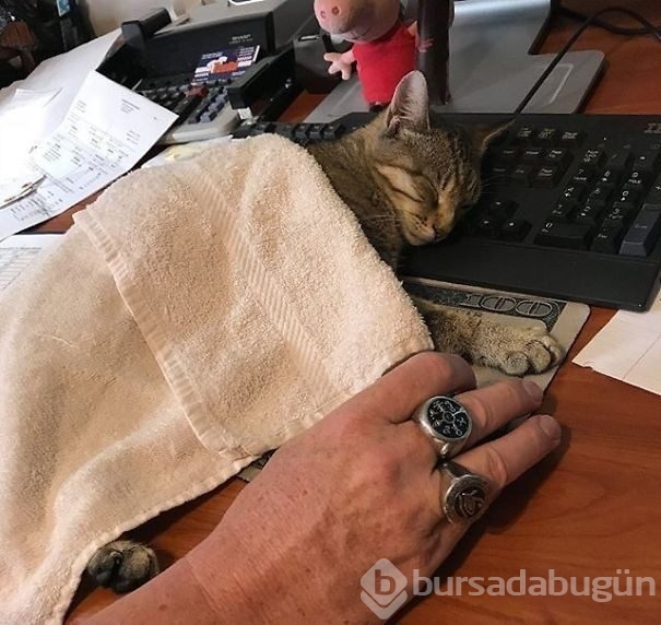 Hayvan barınakları gönüllülerinden çarpıcı fotoğraflar
