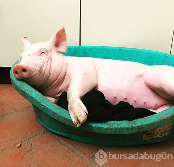 Hayvan barınakları gönüllülerinden çarpıcı fotoğraflar
