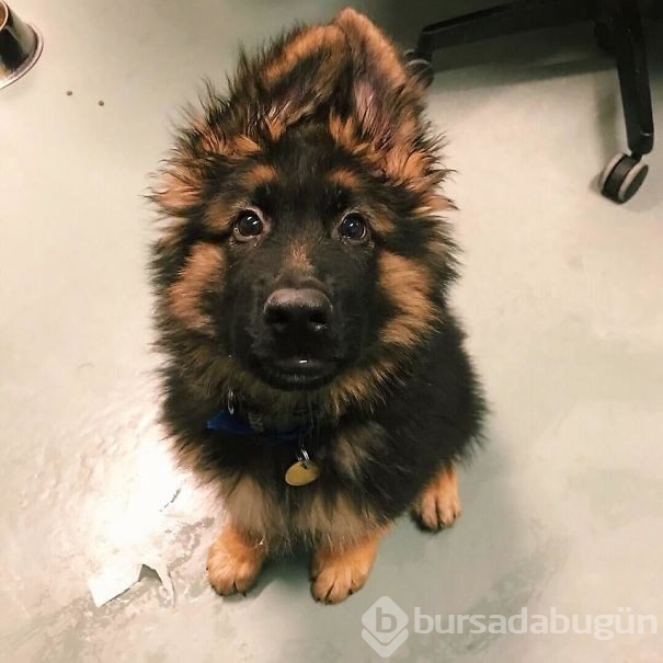 Hayvan barınakları gönüllülerinden çarpıcı fotoğraflar
