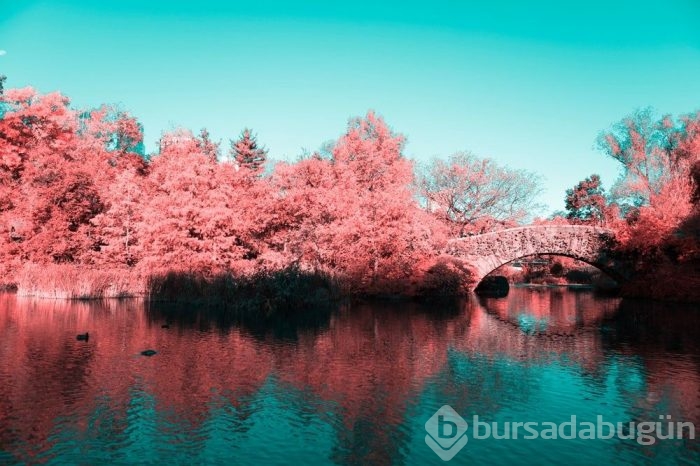 Muhteşem Kızılötesi fotoğrafçılık örnekleri