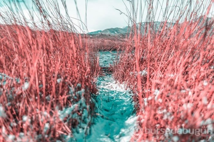 Muhteşem Kızılötesi fotoğrafçılık örnekleri