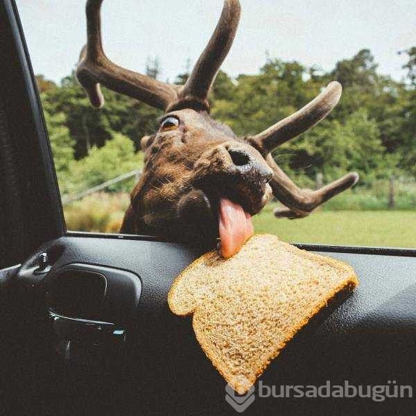 Günün en çok paylaşılan fotoğrafları
