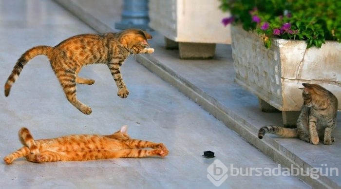 Zamanlama açısından en iyi çekilen fotoğraflar