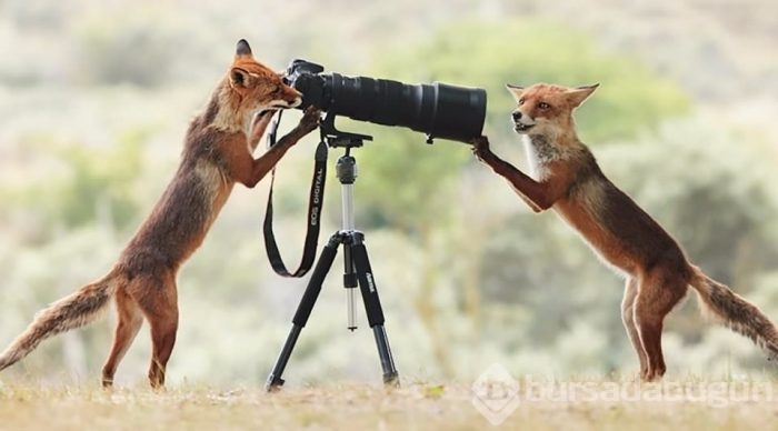 Zamanlama açısından en iyi çekilen fotoğraflar