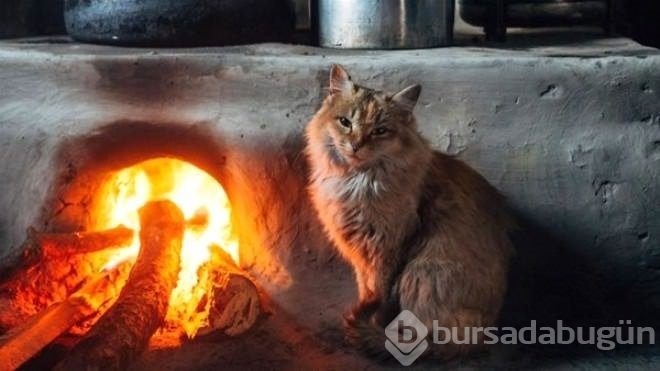 Zamanlama açısından en iyi çekilen fotoğraflar