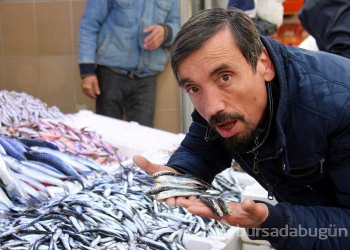 Yolu gözlenen hamsi, boy uzatıp geri döndü