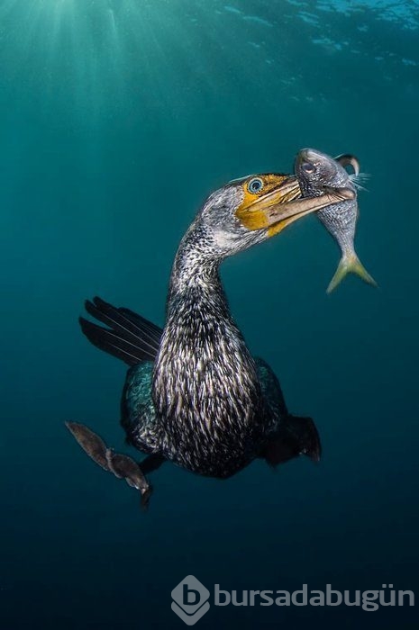 2018'in en iyi su altı fotoğrafları
